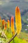 Ethiopia. Amhara. North Gondar. Red hot poker flowers in the Ethiopian highlands. Art Print